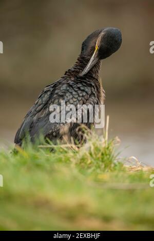 Kormoran vor einem Teich, Nahaufnahme in Schottland im Winter Stockfoto