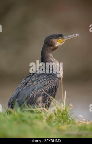 Kormoran vor einem Teich, Nahaufnahme in Schottland im Winter Stockfoto