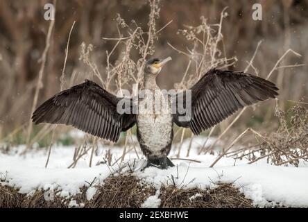 Kormoran mit dem Trocknen seiner Flügel am Rand von a loch im Schnee in Schottland im Winter aus nächster Nähe Stockfoto