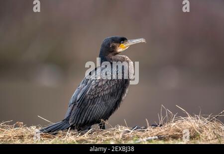 Kormoran vor einem Teich, Nahaufnahme in Schottland im Winter Stockfoto