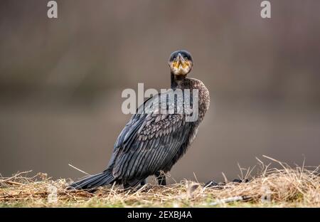 Kormoran vor einem Teich, Nahaufnahme in Schottland im Winter Stockfoto