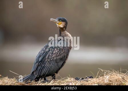 Kormoran vor einem Teich, Nahaufnahme in Schottland im Winter Stockfoto