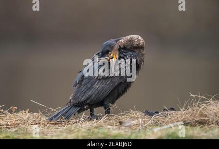 Kormoran vor einem Teich, Nahaufnahme in Schottland im Winter Stockfoto