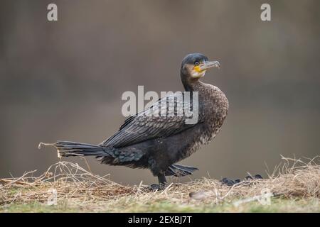 Kormoran vor einem Teich, Nahaufnahme in Schottland im Winter Stockfoto