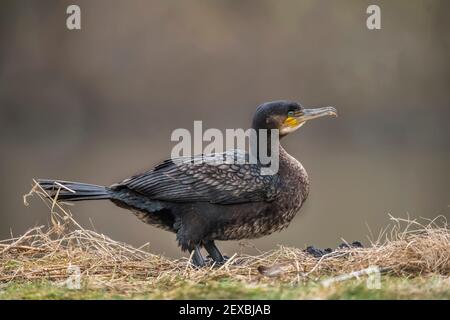 Kormoran vor einem Teich, Nahaufnahme in Schottland im Winter Stockfoto