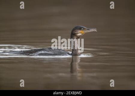 Kormoran in einem Fluss, in Schottland im Winter, Nahaufnahme Stockfoto