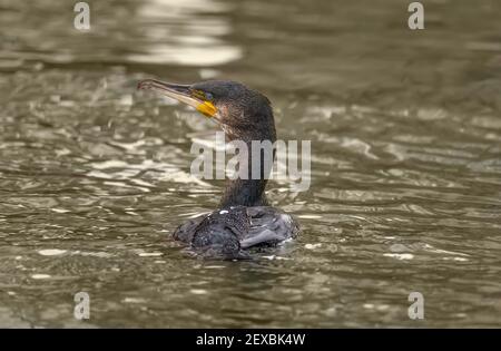 Kormoran in einem Fluss, in Schottland im Winter, Nahaufnahme Stockfoto