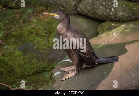 Kormoran sitzt auf einem Felsen neben einem Fluss, in Schottland im Winter Stockfoto