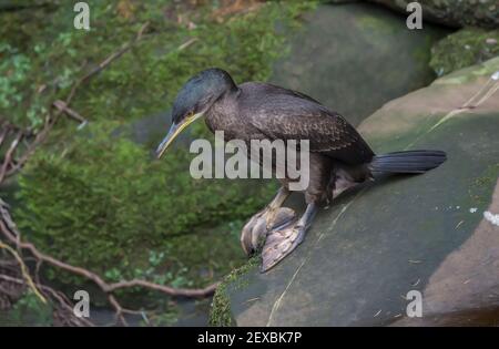 Kormoran sitzt auf einem Felsen neben einem Fluss, in Schottland im Winter Stockfoto