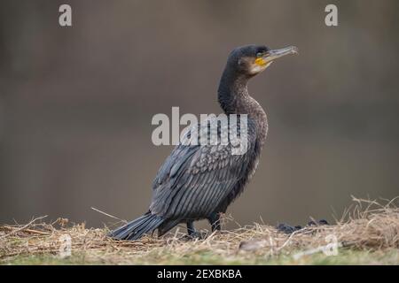 Kormoran vor einem Teich, Nahaufnahme in Schottland im Winter Stockfoto