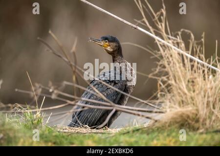 Kormoran vor einem Teich, Nahaufnahme in Schottland im Winter Stockfoto