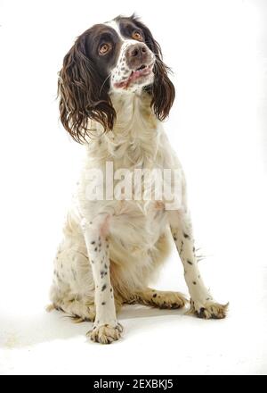 Ein englischer Springer Spaniel, ein arbeitend Schützenhund Rasse, vor einem weißen Hintergrund fotografiert in einem Studio Stockfoto