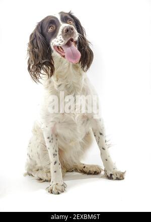 Ein englischer Springer Spaniel, ein arbeitend Schützenhund Rasse, vor einem weißen Hintergrund fotografiert in einem Studio Stockfoto