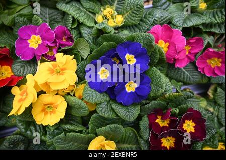 Mehrfarbige Garten Primula Blumen. Tablett von bunten Frühling blühende Primrose Pflanzen. Stockfoto