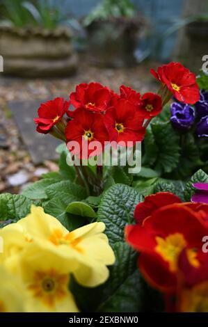 Mehrfarbige Garten Primula Blumen. Tablett von bunten Frühling blühende Primrose Pflanzen. Stockfoto