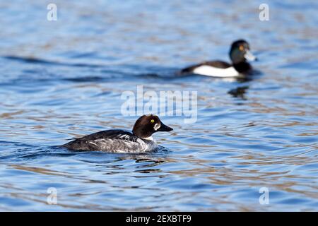 Gewöhnlicher Goldeneye (Bucephala clangula) erstes unreifes Männchen im Winter Stockfoto