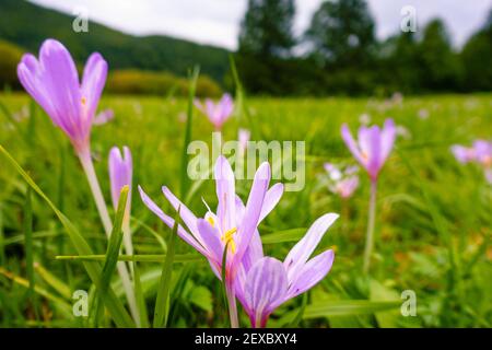 Weitwinkel-Makroaufnahme von rosa Herbstcrocus (colchicum autumnale) auf üppig grüner Wiese in den Alpen. Schöne, aber giftige Wildblumen. Selektiver FOC Stockfoto