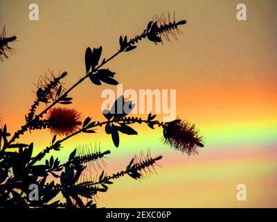 Die Silhouetten von Blumen und Blättern einer weinenden Flaschenbürste, gegen einen lebendigen Regenbogen in der Dämmerung Stockfoto