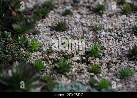 Sempervivum oder Houseleek Exemplare mit gartenbaulichen Körnung gepflanzt.Sie lieben scharfe Drainage. Stockfoto