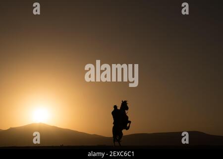 Pferd, Cowboy, Hund bei Sonnenuntergang, kayseri, türkei Stockfoto