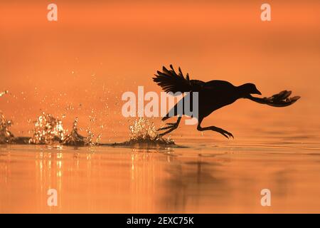 Der Eurasische Ruß, auch bekannt als der gewöhnliche Ruß, oder australischer Ruß, ist ein Mitglied der Rallen- und Krabbenvogelfamilie, der Rallidae. Stockfoto