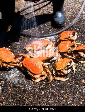 Frisch gekochte Dungeness-Krabbe, die mit Wasser auf Kieselsteinoberfläche geschütet wird. Stockfoto