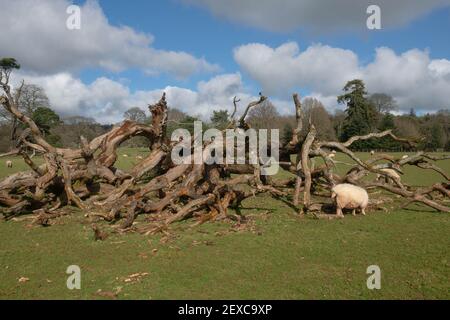 Exmoor Horn Schafe (Ovies widder) Beweidung von einem gefallenen Baum in Parkland an einem hellen sonnigen Wintertag in Rural Devon, England, Großbritannien Stockfoto