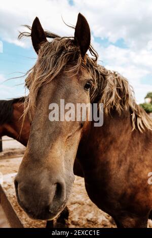 Weitlinsenportrait, lange Schnauze des heimischen Bauernhofes braunes Pferd mit Knall Stockfoto