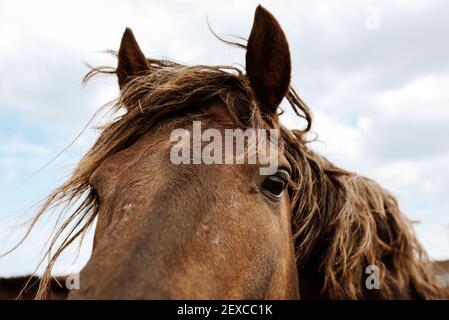 Nahaufnahme der oberen Schnauze Gesicht von schönen braunen Pferd, Augen, Haare Stockfoto