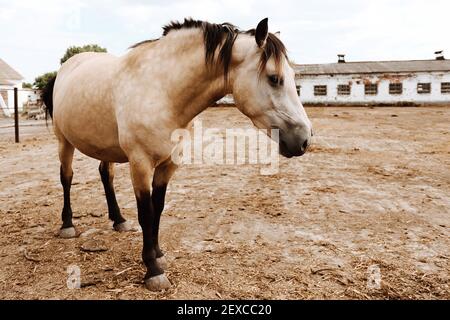 Schöne traurige beige und braune Pferd zu Fuß in voller Länge an Bauernhof Stockfoto