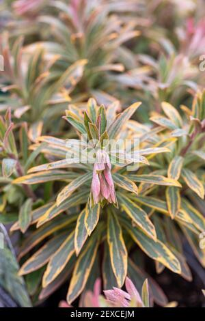 Nahaufnahme von Euphorbia Ascot Rainbow - Martins Spurge, England, Großbritannien Stockfoto