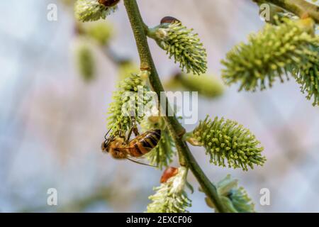 Eine Biene sammelt Nahrung auf einer grünen Pflanze Stockfoto