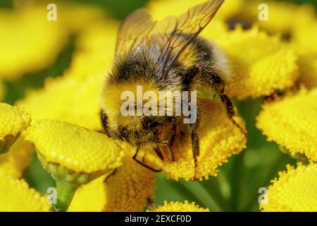 Eine Hummel sammelt Nahrung auf einer gelben Pflanze. Makroaufnahme Stockfoto