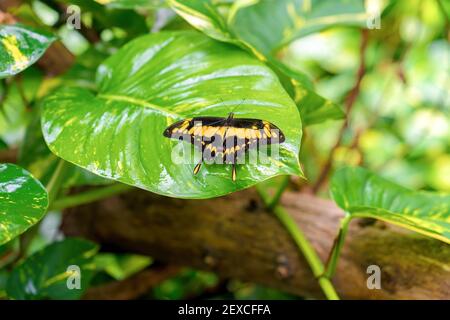 Ein gelb schwarzer Schmetterling sitzt auf einem großen grünen Blatt, Nahaufnahme Stockfoto