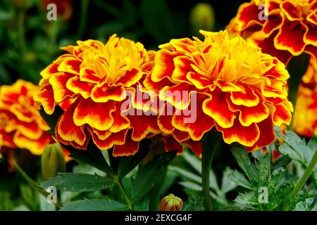 Französische Ringelblumen blühen aus der Nähe Orange Tagesetes Stockfoto