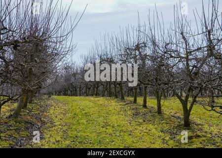 Apfelgarten im Winter in harmonischer Reihe Stockfoto