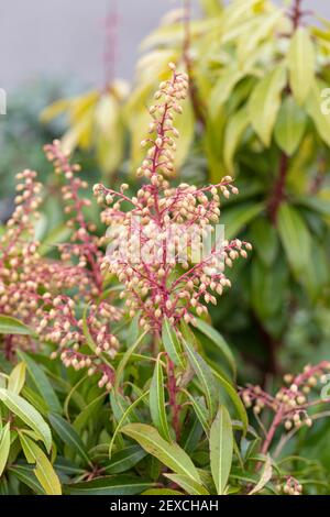 Nahaufnahme der Blütenrasen von Pieris Japonica Forest Flame. In einem britischen Garten Stockfoto