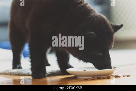 Junger Schipperke Welpe, der sein Essen isst. Stockfoto