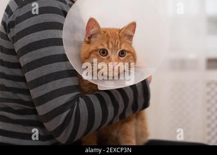 Frau hält Katze mit Vet Elizabethan Kragen in der Tierklinik, Nahaufnahme. Konzept der Haustierpflege, Veterinär. Stockfoto