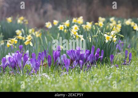 Nahaufnahme von violetten Krokussen auf Bodenhöhe mit gelben Narzissen im Hintergrund verschwommen. Ein Frühlingsgarten in Wiltshire, England, Großbritannien Stockfoto
