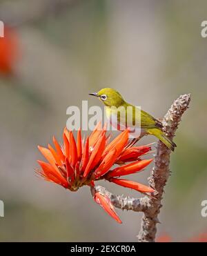 Indisches Weißauge.das indische Weißauge, früher das orientalische Weißauge, ist ein kleiner Singvögel aus der Familie der Weißaugen. Stockfoto