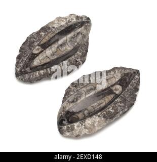 Nahaufnahme eines versteinerten Fisch-Dinosauriers, in dem Fossilien zurückbleiben Steine mit Skelett Details Stockfoto