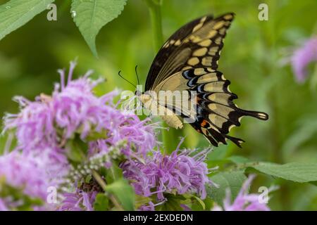Riesiger Schwalbenschwanz-Schmetterling, (Papilio cresphontes) Stockfoto