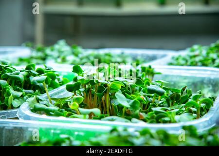 Der Anbau von frischen Micro Greens, rohen Sprossen in Gewächshaus Bedingungen. Das Konzept einer gesunden Lebensweise und Ernährung. Stockfoto