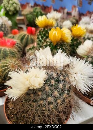Miniatur Kaktustopf schmücken im Garten. Verschiedene Arten schöne Kaktusmarkt oder Kaktusfarm.schöne blühende Kaktus.verschiedene Topfpflanzen Stockfoto