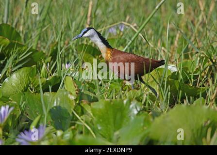 Afrikanischer Jacana (Actophilornis africanus) Erwachsener, der durch Sumpfäthiopien geht April Stockfoto