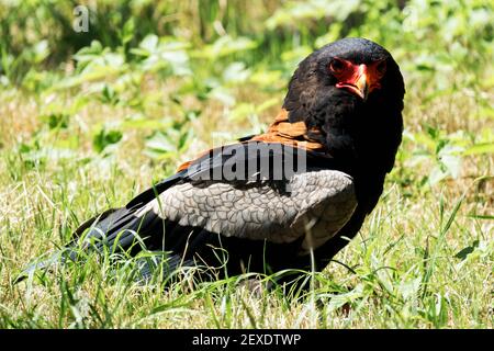 Bateleur Adler, Terathopius ecaudatus Stockfoto