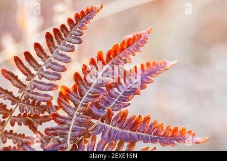 Ganz nah an den gemeinsamen Adlerfarn Pteridium aquilinum Blätter im Spätherbst. Stockfoto