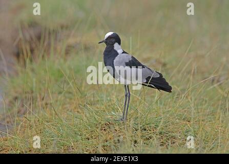 Blacksmith Plover (Vanellus armatus) Erwachsener steht im feuchten Grasland Lake Nakuru NP, Kenia November Stockfoto