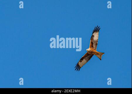Red Kite, milvus milvus, im Flug im Frühjahr gegen klaren blauen Himmel Stockfoto